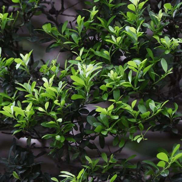 Green leaves on a bush with various shades of light and dark foliage, creating a dense and natural texture in the image.
