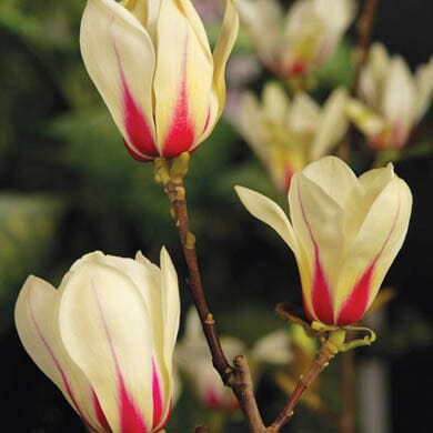 Creamy yellow magnolia flowers with vibrant pink bases and pink veins blooming on brown branches against a background of green foliage.