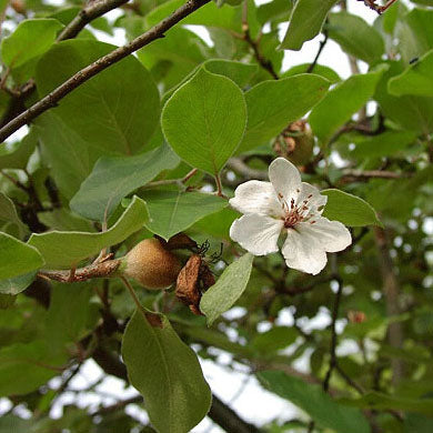 A close-up of a branch with green leaves, a single white blossom, and a small, developing fruit against a blurred background of more foliage.