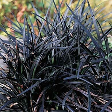 A dense clump of black mondo grass with long, slender, dark purple-black leaves growing upright and outwards, set against a blurred green background.