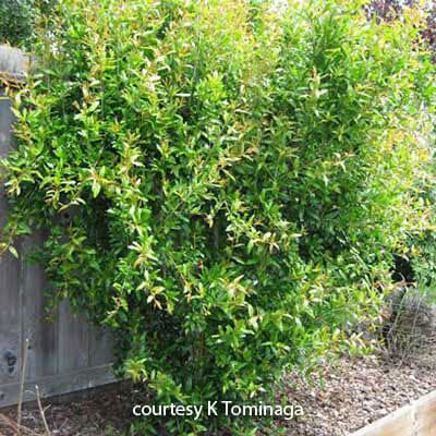A large, dense shrub with glossy green leaves growing next to a wooden fence in a garden with rocky ground. Text reads courtesy K Tominaga.