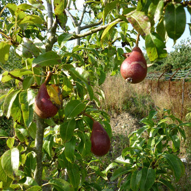 A pear tree with green leaves and several ripe, red pears hanging from its branches; a field and fencing are visible in the background.