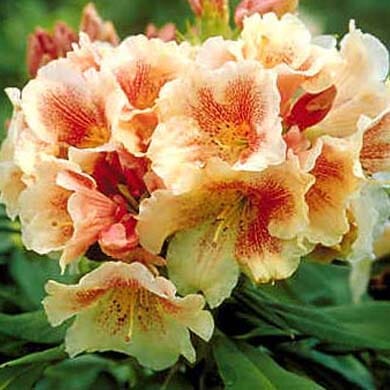 Cluster of pale peach and yellow rhododendron flowers with red speckles in the centers, surrounded by green leaves.