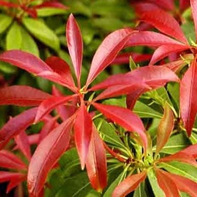 Bright red, glossy lance-shaped leaves on a shrub with some green leaves in the background, showing a contrast between new and mature foliage.