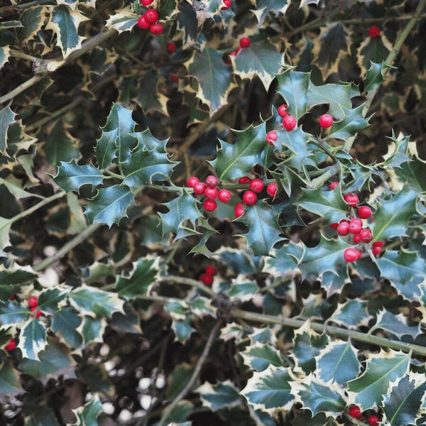 Holly bush with spiky green and cream-edged leaves and clusters of bright red berries. The foliage is dense, filling the image with vibrant color and texture.