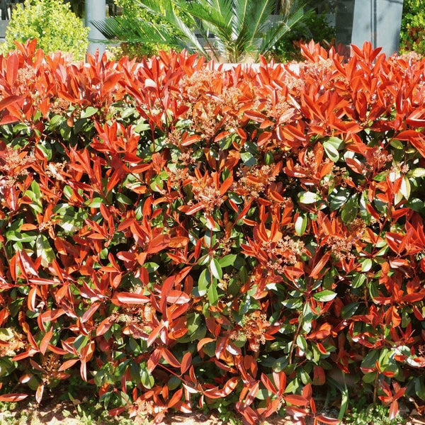 A dense hedge with bright red and green leaves, some new growth showing vivid red color, and clusters of small flowers, with greenery and a building in the background.