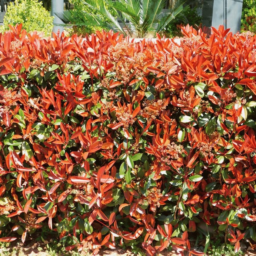 A dense hedge with bright red and green leaves, some new growth showing vivid red color, and clusters of small flowers, with greenery and a building in the background.