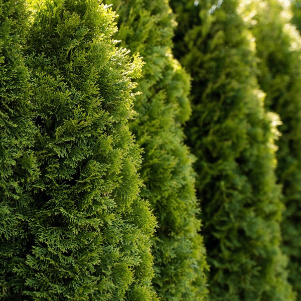A close-up view of several lush, green arborvitae trees growing in a row, with sunlight highlighting the dense, textured foliage.
