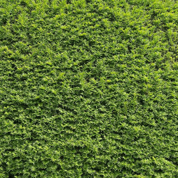 Dense, vibrant green hedge with tightly packed leaves, forming a lush, uniform wall of foliage. The plants appear healthy, creating a natural, textured background.