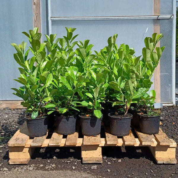 Several healthy green potted plants are arranged in two rows on a wooden pallet, placed on the ground in front of a greenhouse with a clear panel wall.