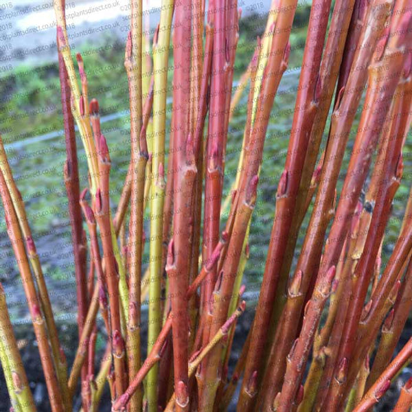 Close-up of a cluster of thin, upright, reddish-orange willow stems with small buds, set against a blurred background of green and gray horizontal lines.