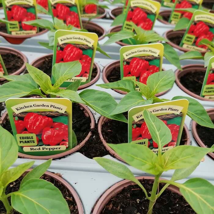 Several pots with young red pepper plants, each labeled with a tag that reads Kitchen Garden Plants, Edible Plants, Red Pepper. The pots are arranged in neat rows.