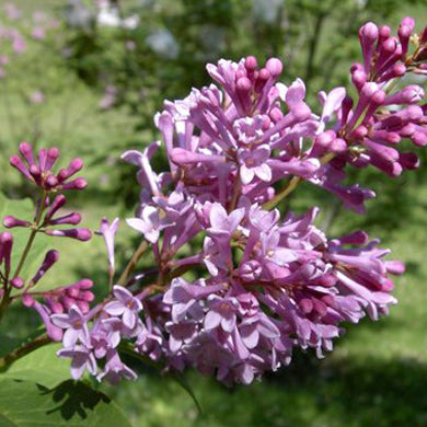 A close-up of a lilac branch with clusters of small, purple flowers and buds, set against a blurred green background.