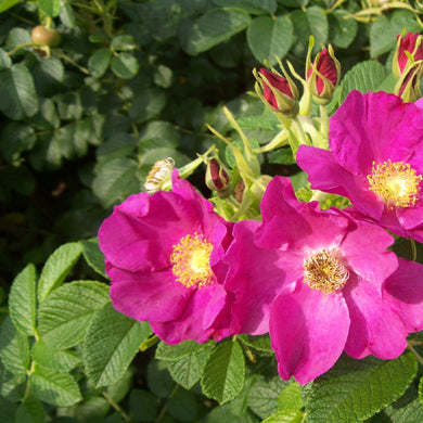 A close-up of vibrant pink wild roses with yellow centers, surrounded by green leaves. Several rosebuds are visible, and a bee is perched on one of the open flowers.