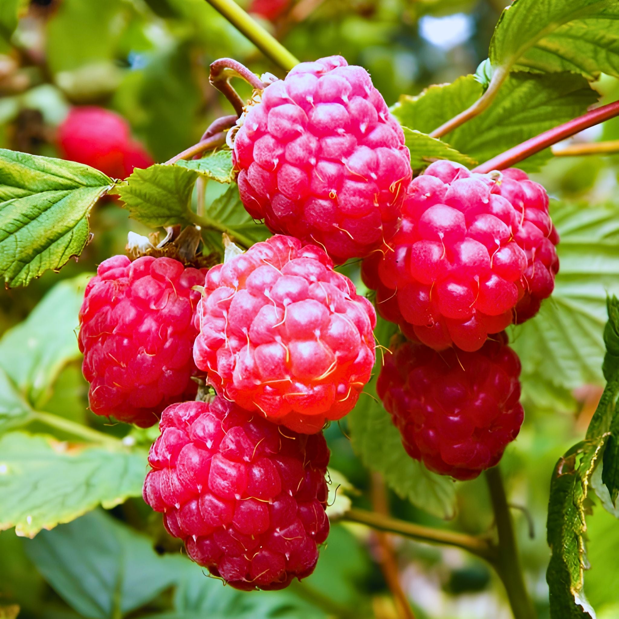 Raspberry bushes with clusters of red, ripe raspberries and green leaves growing densely together outdoors.