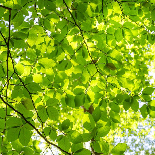 Sunlight shines through a canopy of vibrant green leaves, creating a dappled pattern of light and shadow on the foliage and branches above.