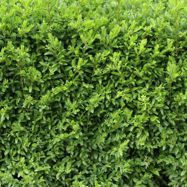 Dense green hedge with small, vibrant leaves closely packed together, creating a lush and natural background of fresh foliage.