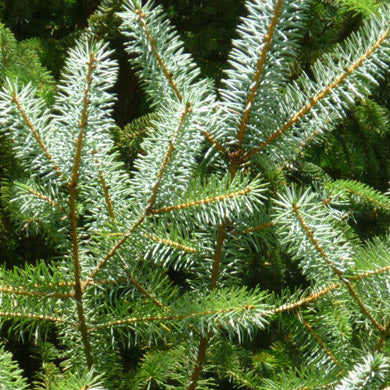 Close-up of several branches of a conifer tree, showing dense clusters of blue-green needle-like leaves with a background of more green foliage.