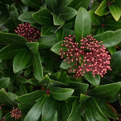 Clusters of small, round, reddish-pink buds grow among glossy, dark green leaves on a dense, healthy shrub.