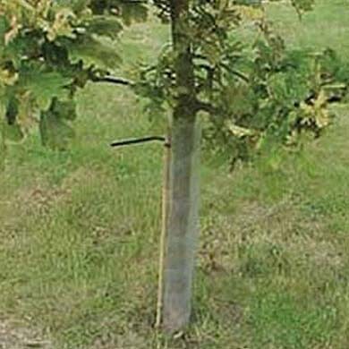 A young tree with green leaves is supported by a stake and tie on a grassy area.