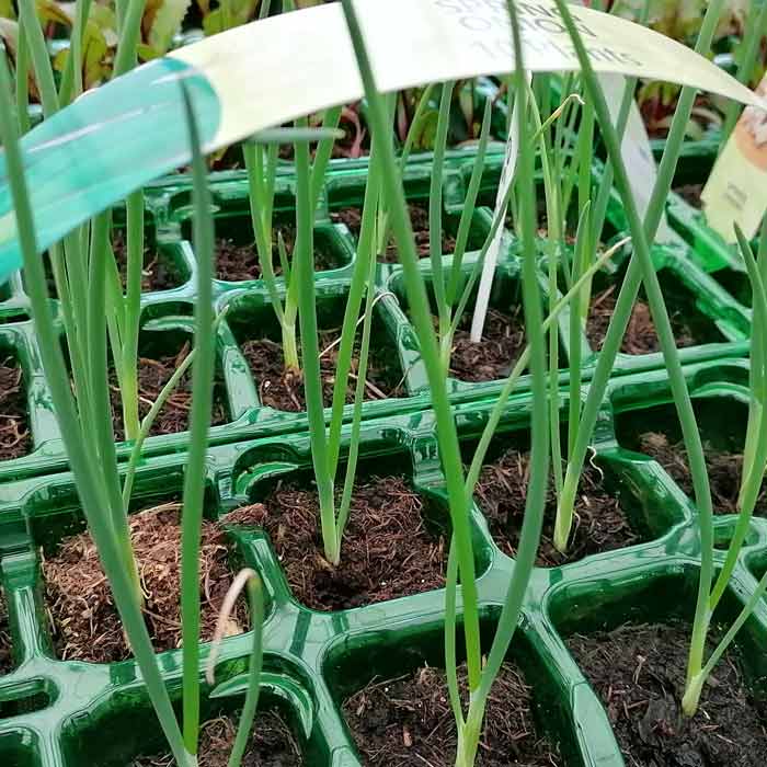 Close-up of green onion seedlings growing in small green plastic seedling trays filled with soil, with a label arching over the plants.