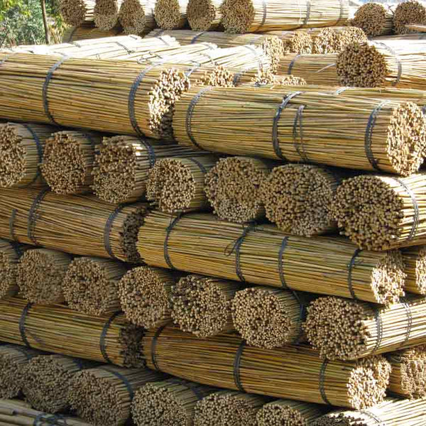 Bundles of bamboo sticks stacked in rows outdoors. The sticks are tied together with black bands, showing their cut ends facing outward. Sunlight highlights the natural yellow-brown color of