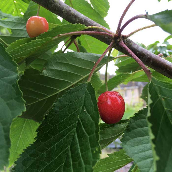 Cherry Tree Prunus Avium