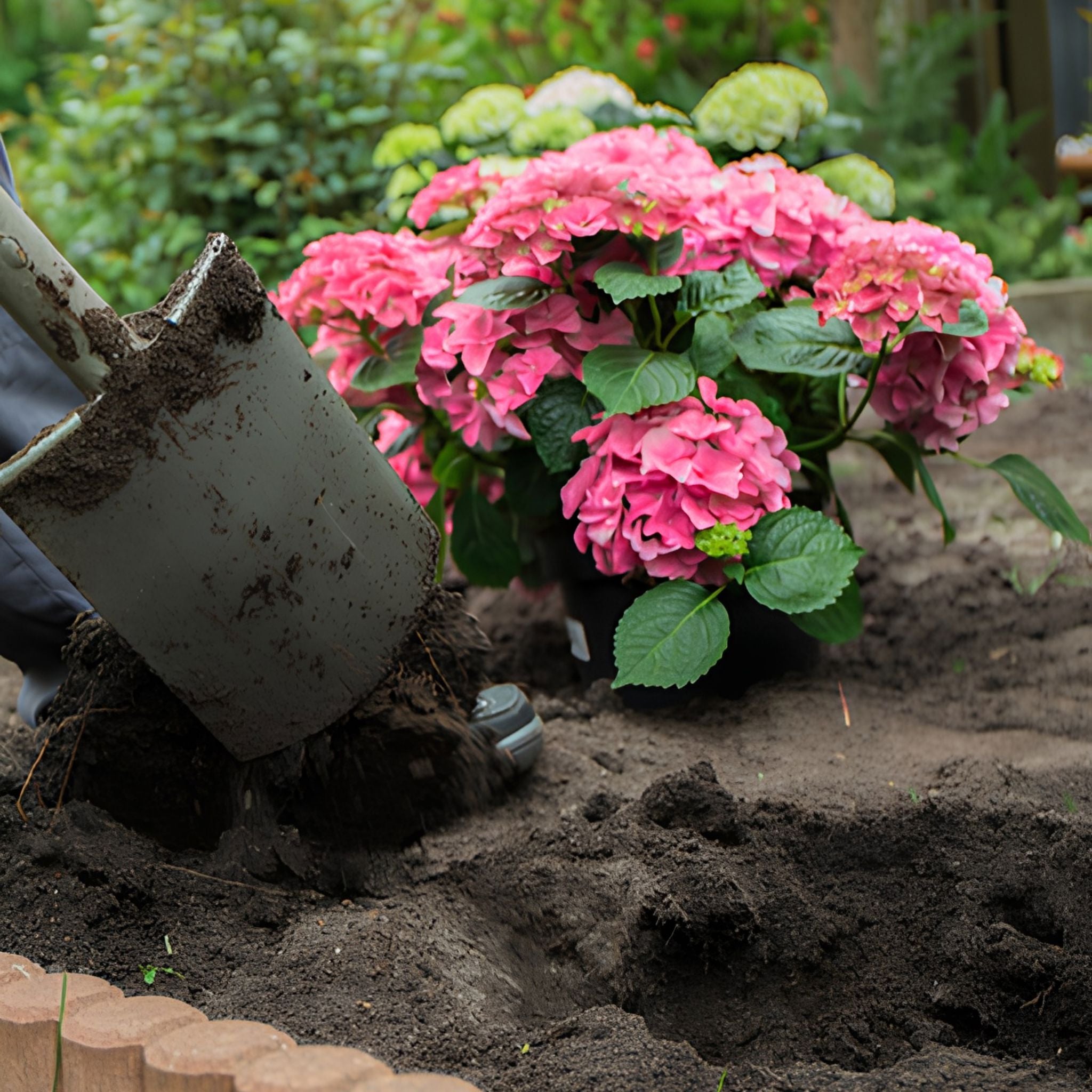 A large purple bag of Westland Ericaceous Planting & Potting Mix stands outdoors among green plants. The bag is labeled for supporting plant health and promotes nourishing and protecting plan