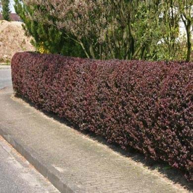 A neatly trimmed, dense purple-leaved hedge lines a sidewalk and street, with green trees and a grassy area visible in the background.