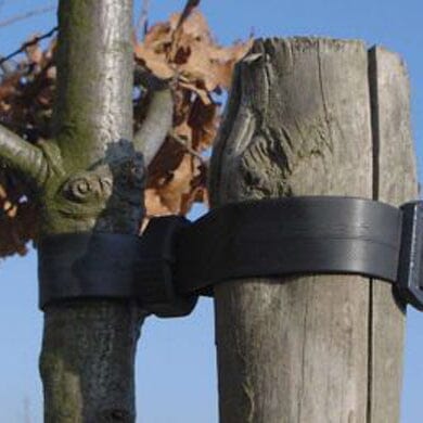A young tree is supported by a wooden stake using a black strap, with dried leaves in the background against a clear blue sky.