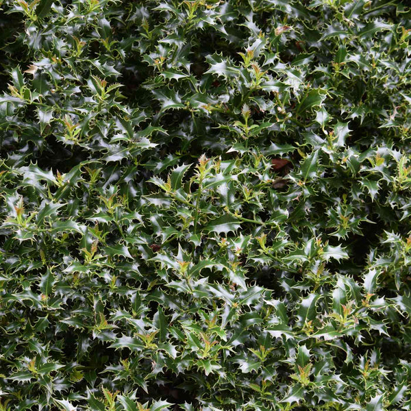 Dense cluster of dark green, glossy holly leaves with sharp, spiky edges, filling the frame and creating a textured, natural background.