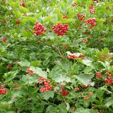 A dense shrub with clusters of small, bright red berries and green, serrated leaves. The vibrant berries are scattered throughout the leafy branches.