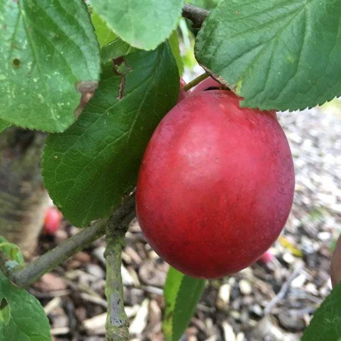 A close-up of a ripe red plum growing on a tree branch, surrounded by green leaves.