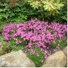 A garden bed with bright pink flowers in bloom, surrounded by green foliage and bordered by large rocks.