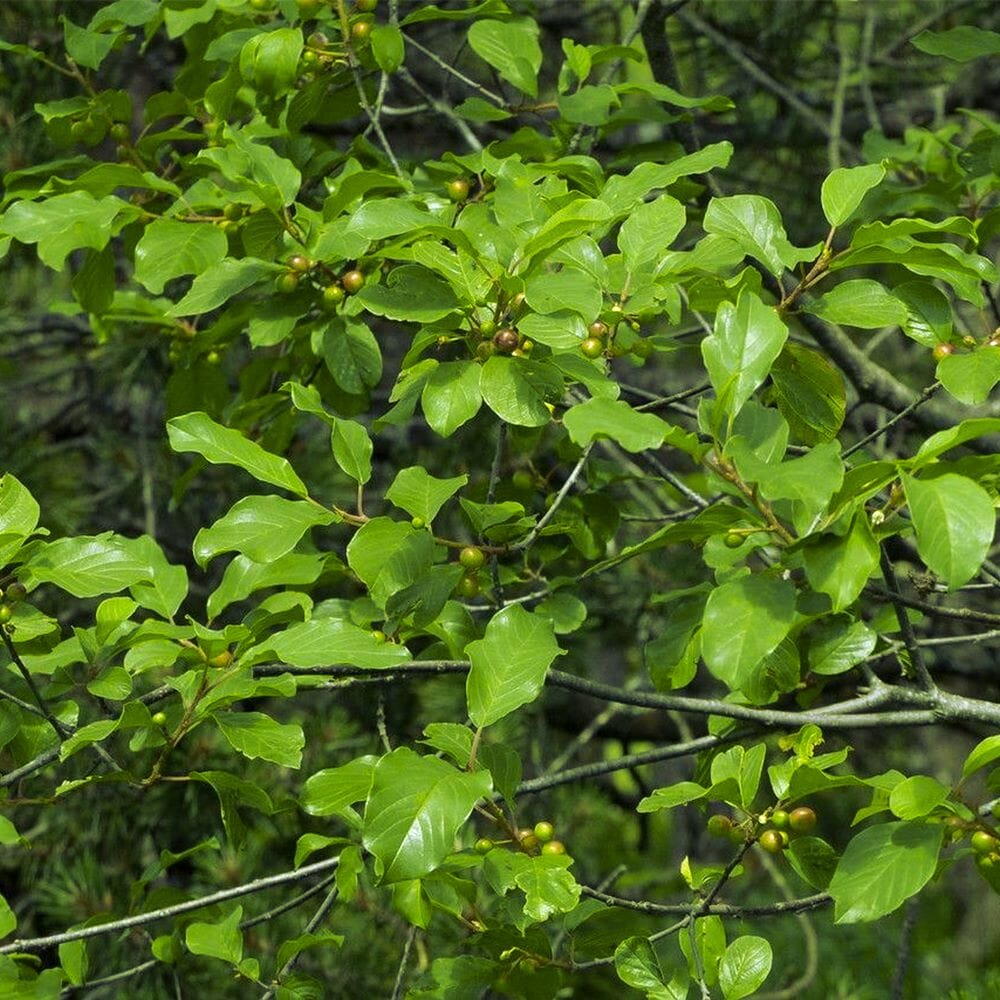 Branches of a bushy plant with clusters of shiny green leaves and small round greenish-brown berries, set against a natural outdoor background.