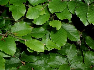 Many vibrant green leaves with smooth edges and distinct veins overlap, creating a dense, lush foliage. The leaves catch light, giving them a glossy appearance.