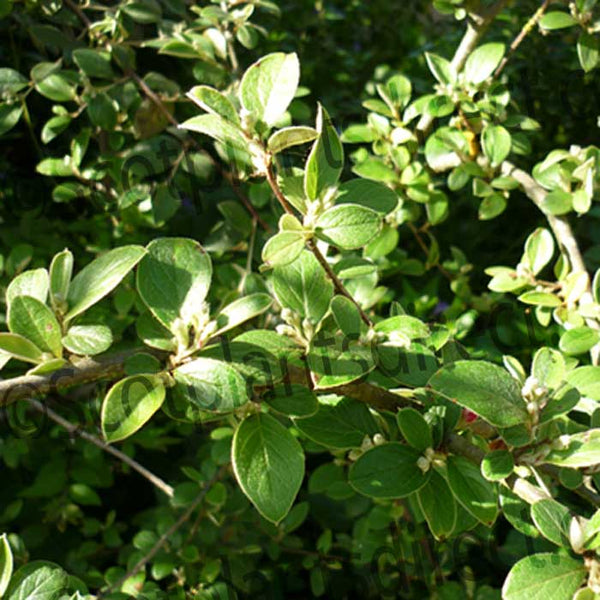 Close-up of green leaves on the branches of a cotoneaster shrub in bright sunlight, showing the plant’s small, oval leaves with smooth edges.