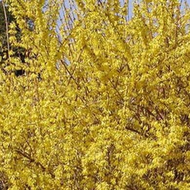 A dense shrub covered with bright yellow flowers blooms in early spring, with thin branches and a backdrop of blue sky and greenery.