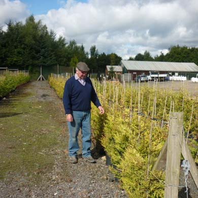 A man in a flat cap and sweater inspects rows of young shrubs or trees at a plant nursery, with a building and trees visible in the background under a partly cloudy sky.