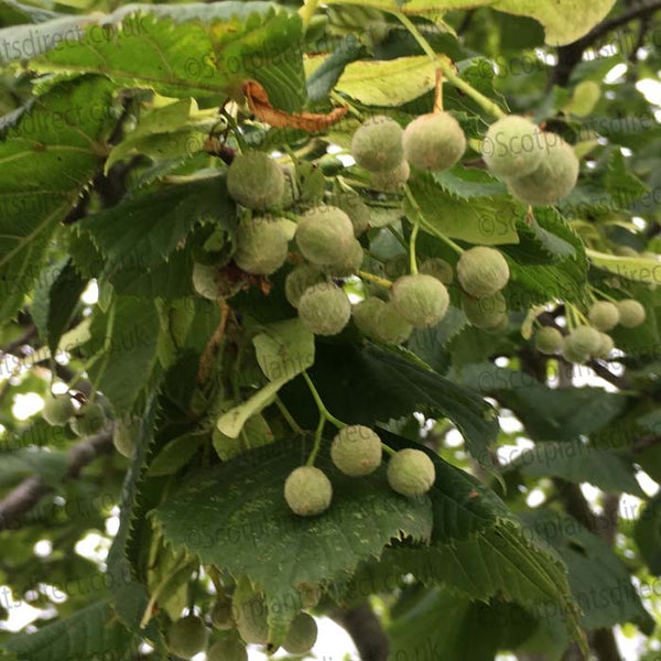 Clusters of round, green, fuzzy fruits hang from the branches of a leafy tree with jagged-edged leaves on a sunny day.
