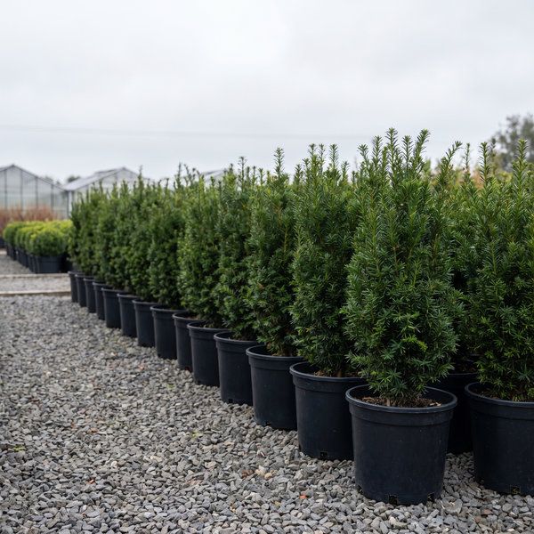 A row of pot-grown evergreen hedging plants in black nursery pots on gravel