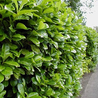 A dense, green hedge with shiny leaves lines the edge of a sidewalk, creating a natural barrier between the path and the foliage. The leaves are broad and vibrant, reflecting natural light.