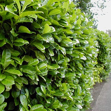 A dense, neatly trimmed hedge with glossy green leaves lines the edge of a sidewalk on a sunny day.