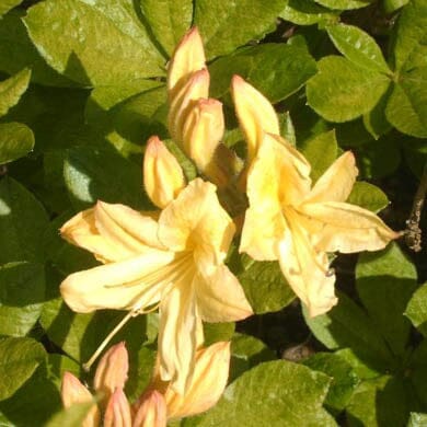 Yellow azalea flowers with long petals and pink-tipped buds surrounded by green, oval-shaped leaves, lit by sunlight.