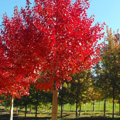 A tree with vibrant red leaves stands in the foreground, while other trees with green and yellow foliage are visible in the background under a clear blue sky.