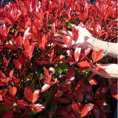 Hands reaching toward vibrant red leaves of a shrub, with sunlight highlighting the glossy foliage. The person’s forearms are visible, wearing a silver bracelet.