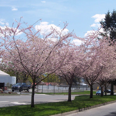 Ornamental Trees - Bareroot