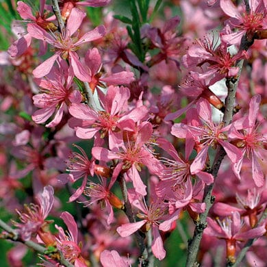 Branches covered in vibrant pink cherry blossoms with delicate petals and long stamens, set against a background of green leaves. The flowers are densely clustered, creating a lush, colorful display.