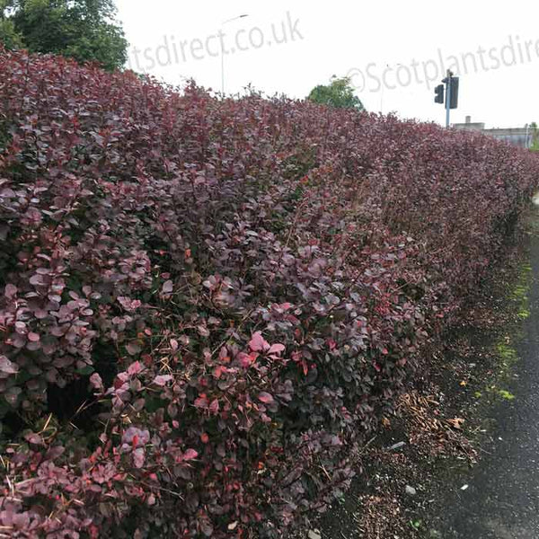 A neatly trimmed hedge with dense, purple-red leaves grows along the edge of a sidewalk near a road, with trees and a traffic light visible in the background.