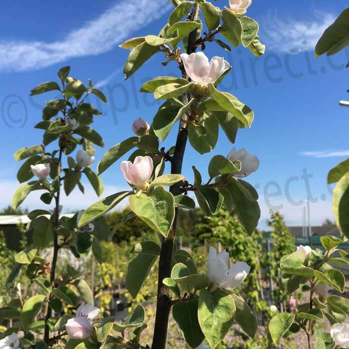 Close-up of a young tree branch with light pink and white blossoms and green leaves, set against a blue sky with wispy clouds and more trees in the background.
